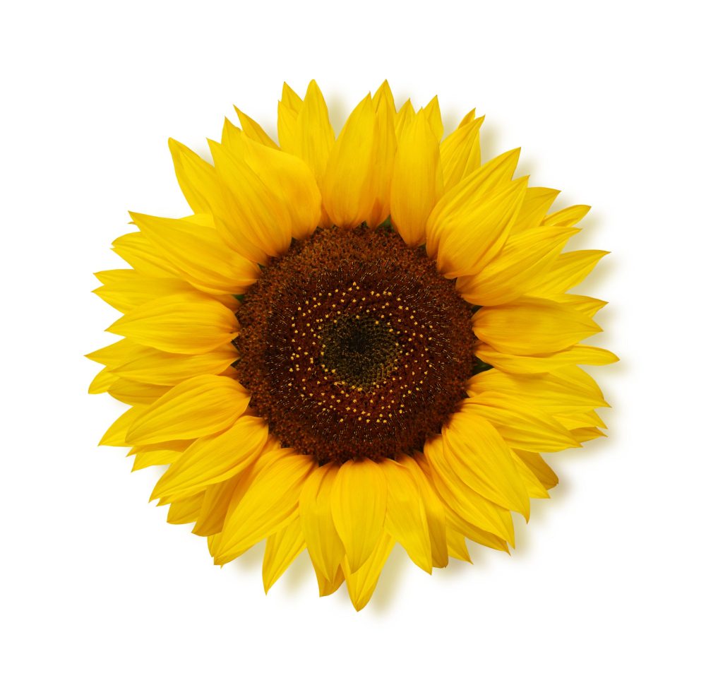 Sharp-PS-ripe-sunflower-white-top-view-scaled.jpg